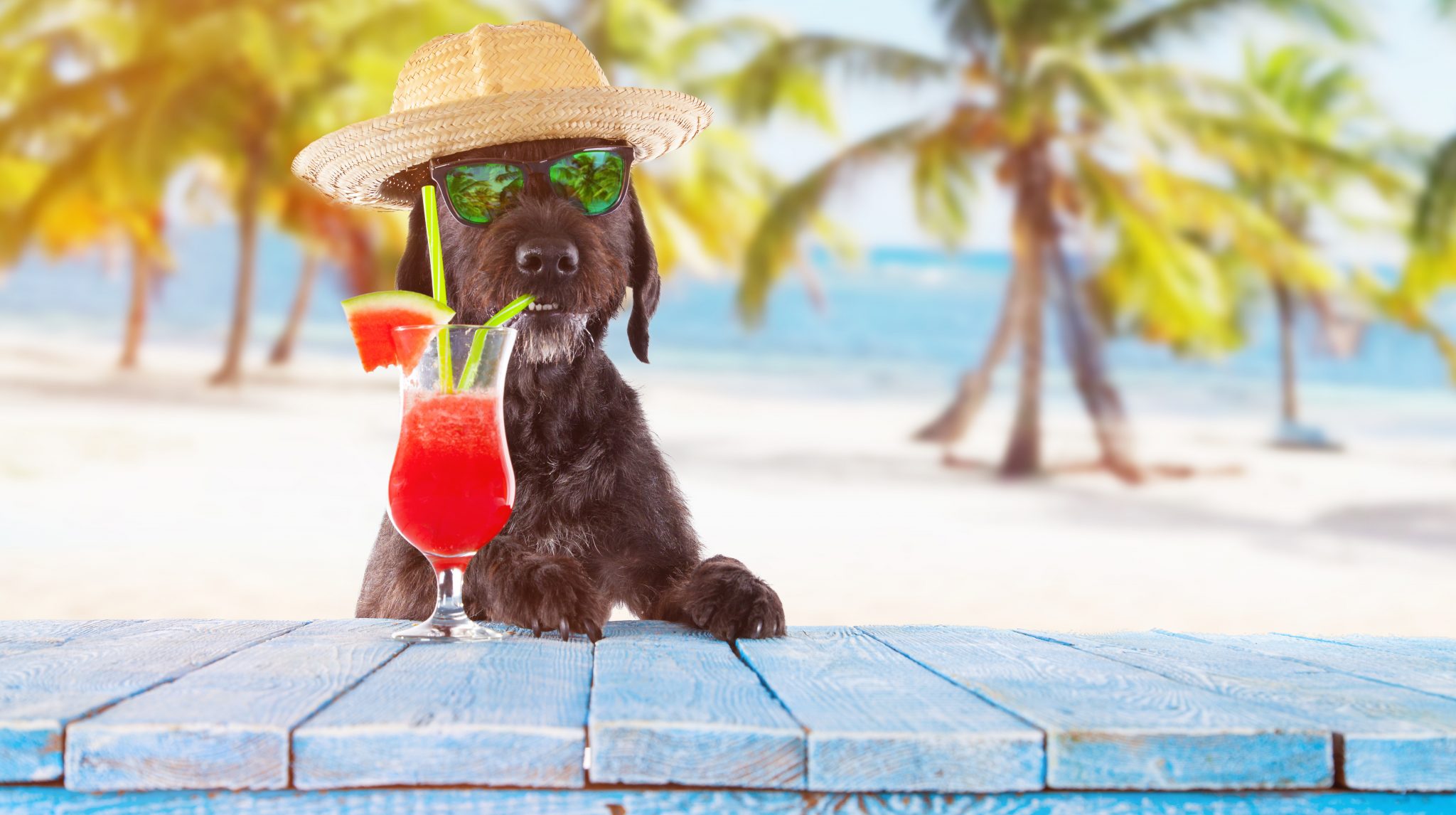 Keeping dogs cool in Summer - Point Cook Dog Training & Day Care